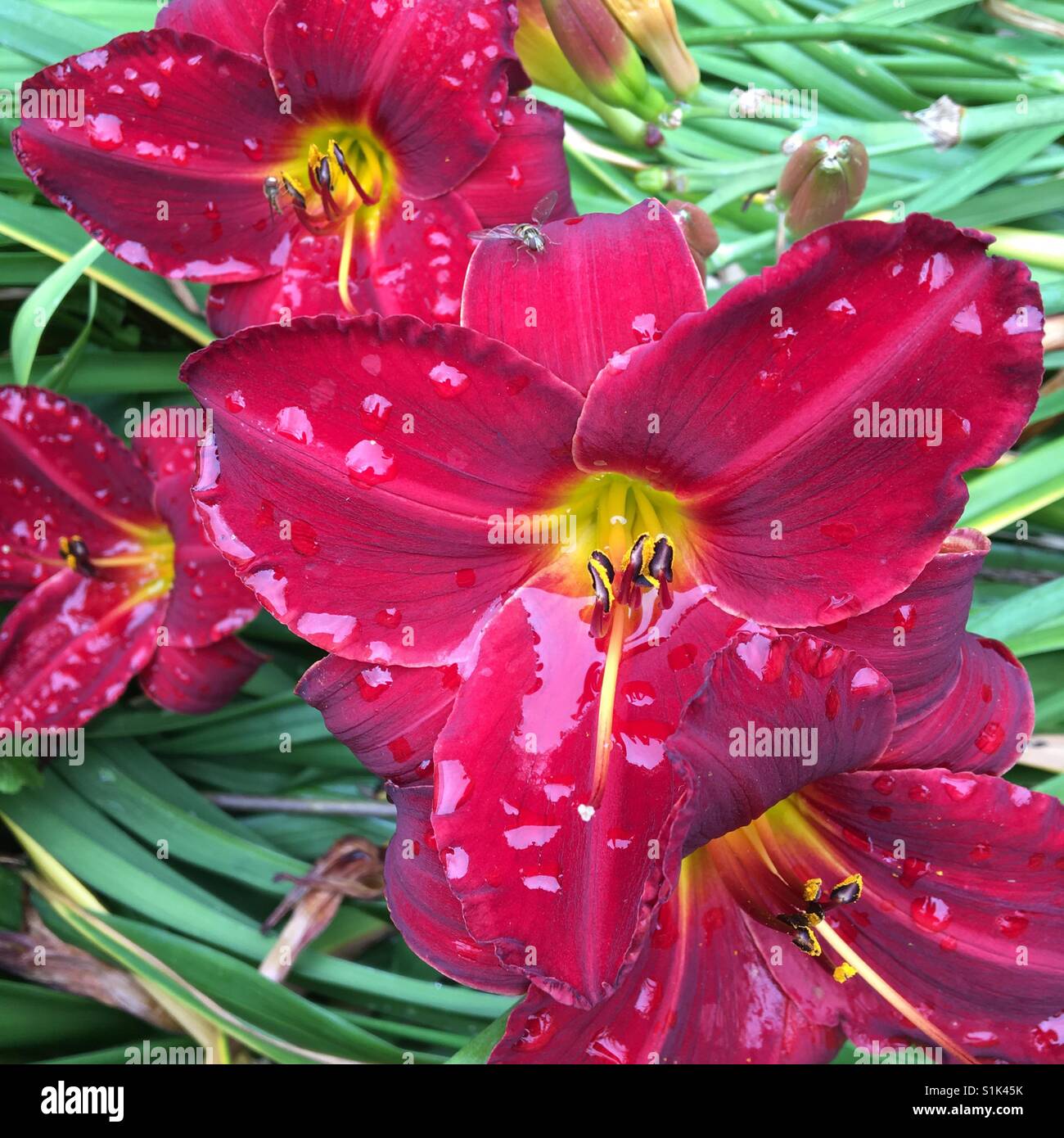 Rain splashed lillies - Smartphone Captured Stock Image