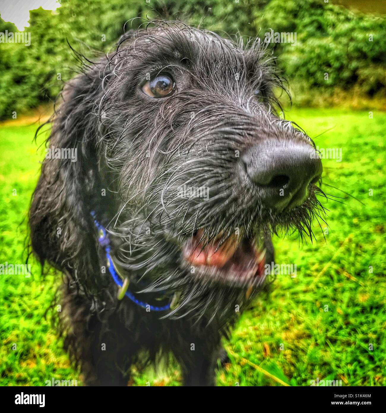 Close up of a black Labradoodle puppy face Stock Photo