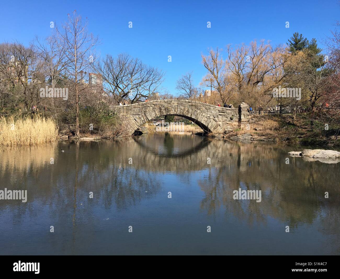 Landscape view of bridge over the lake in Central Park, New York, under a clear blue sky with reflections in the still water - Smartphone Captured Stock Image