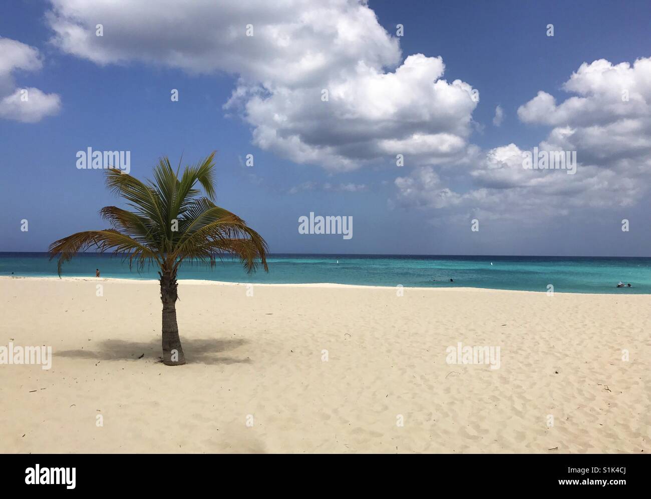 Single palm tree on beach - Smartphone Captured Stock Image