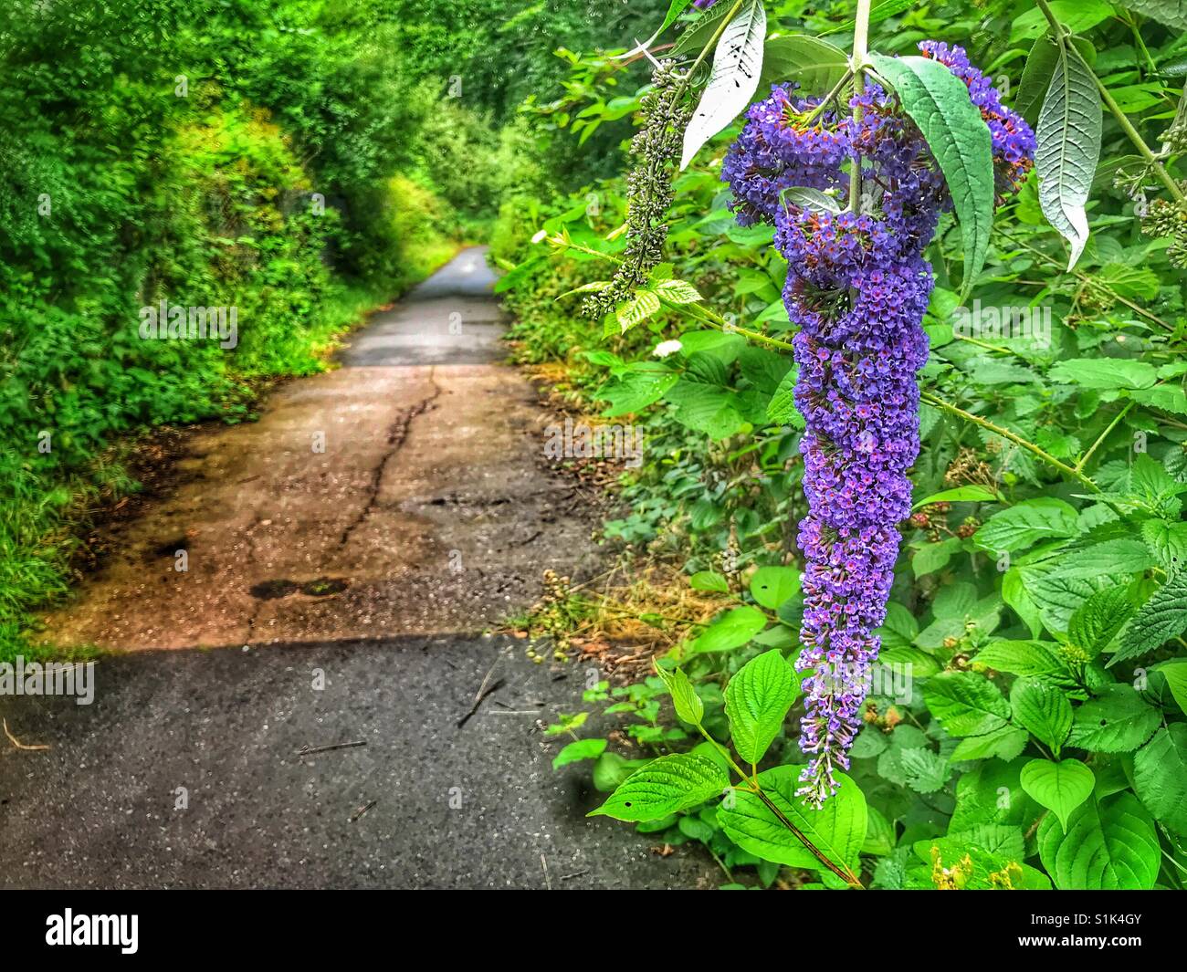 Buddleia growing wild at the side of a footpath - Smartphone Captured Stock Image