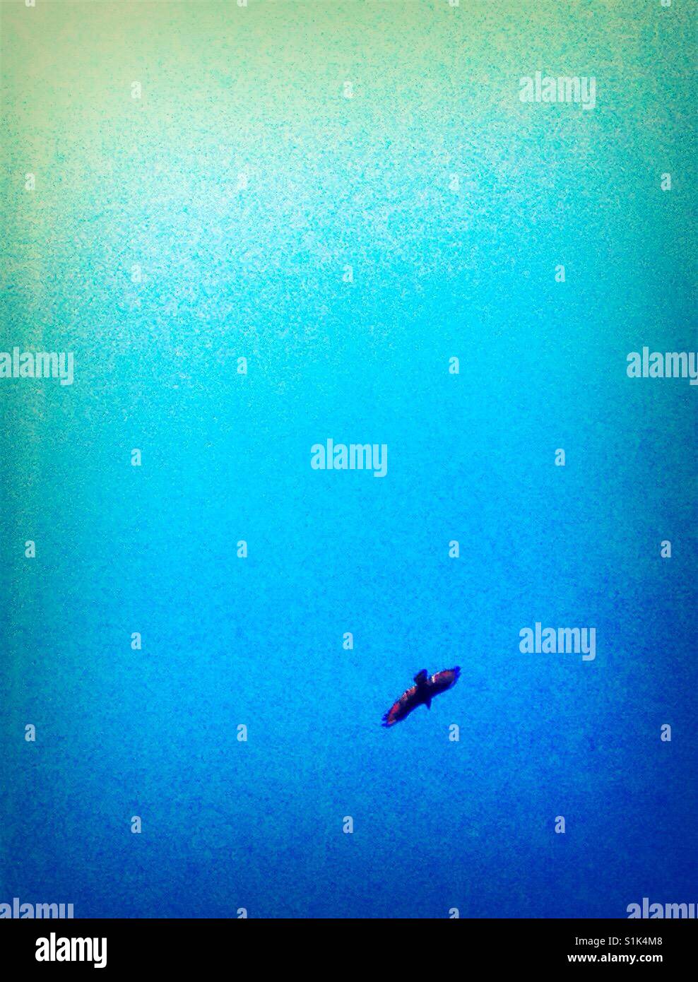 Predator dive- North Carolina - Smartphone Captured Stock Image