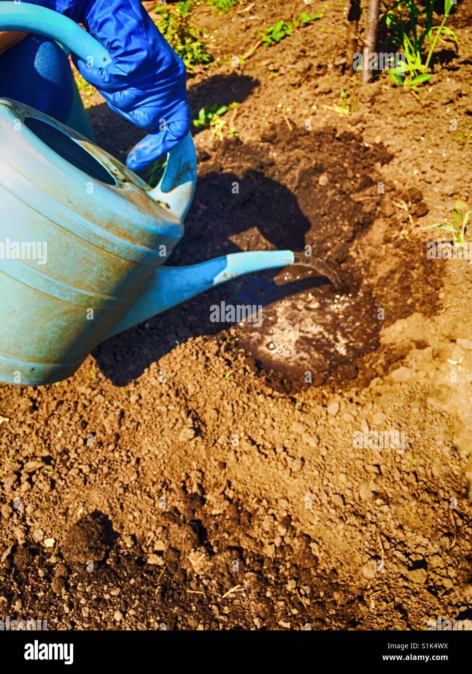 Person hand in garden glove with watering can water hole in soil Stock Photo