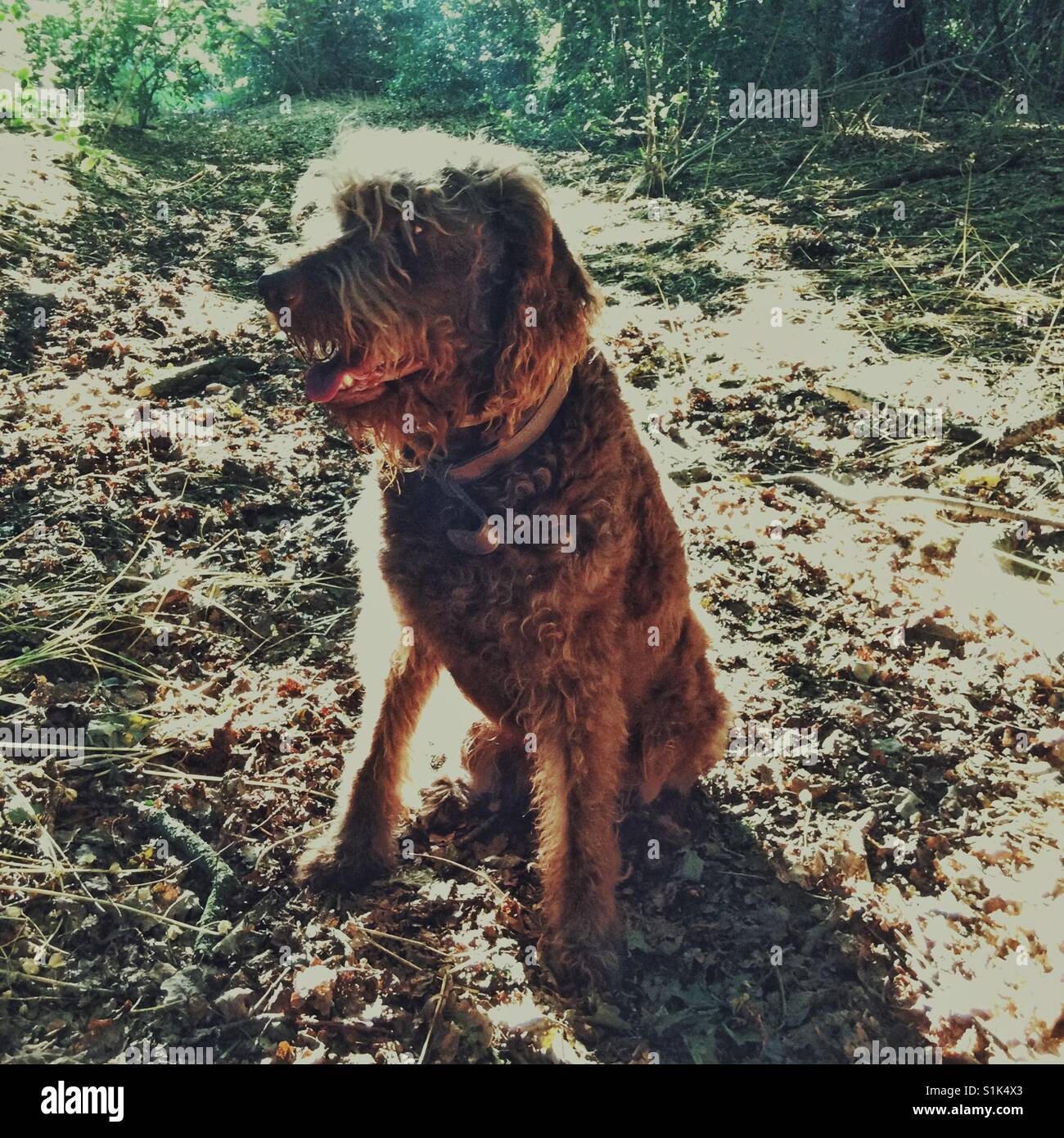 Brown Labradoodle dog - Smartphone Captured Stock Image