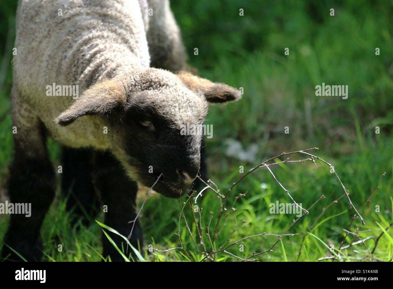 Cute Lamb Grazing in the Sun - Smartphone Captured Stock Image