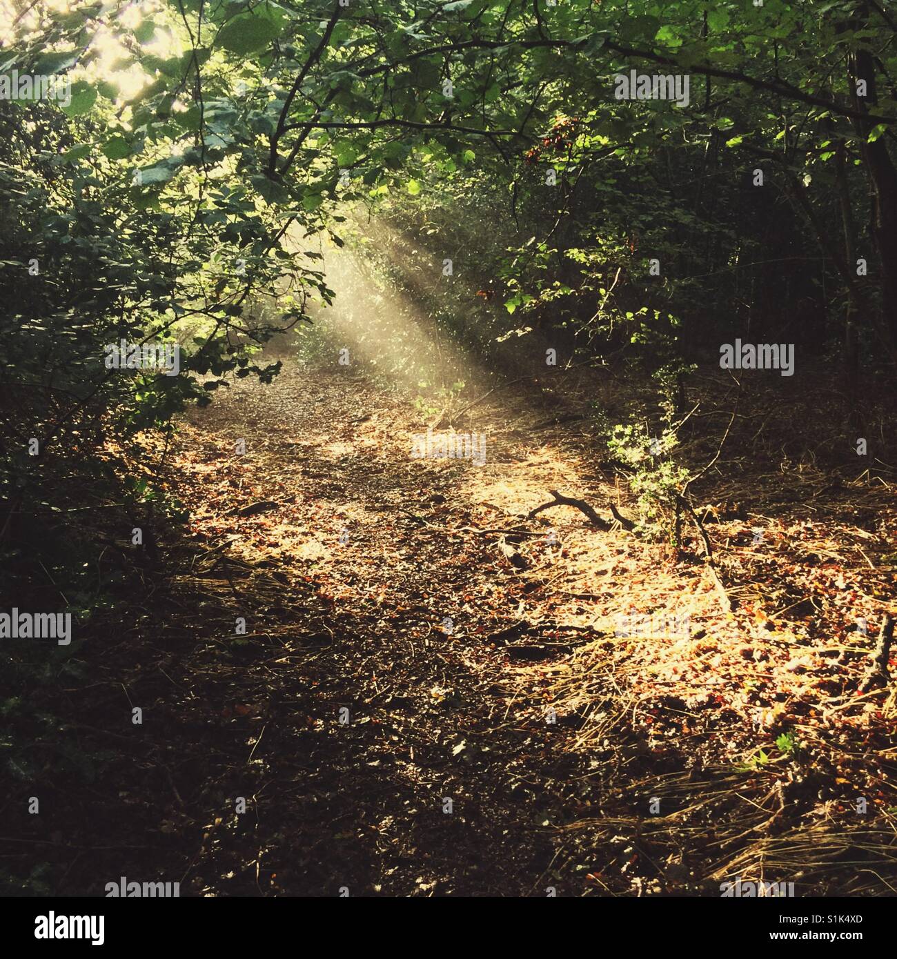 Beam of sunlight on a woodland path,  Hampshire, England,United Kingdom. - Smartphone Captured Stock Image