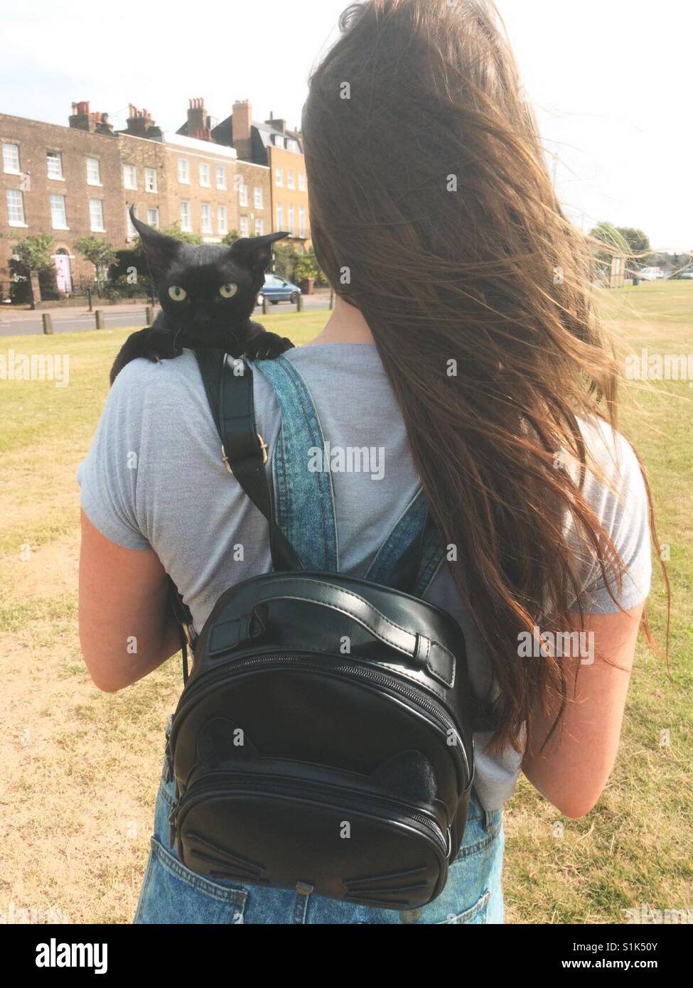 Cat on a leash Stock Photo