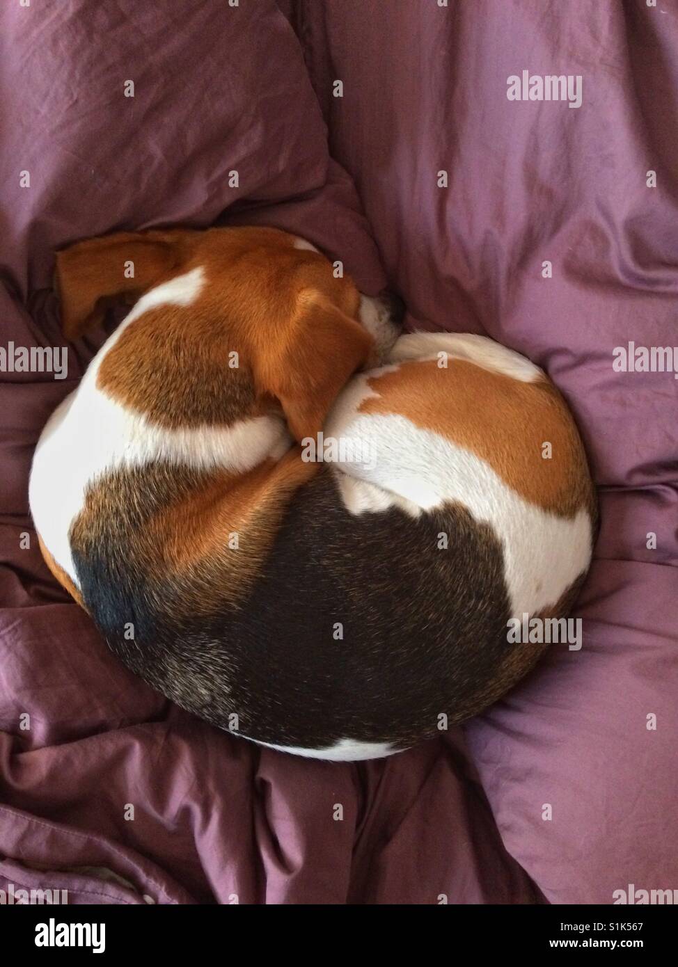 Top view of beagle sleeping on the bed Stock Photo Alamy