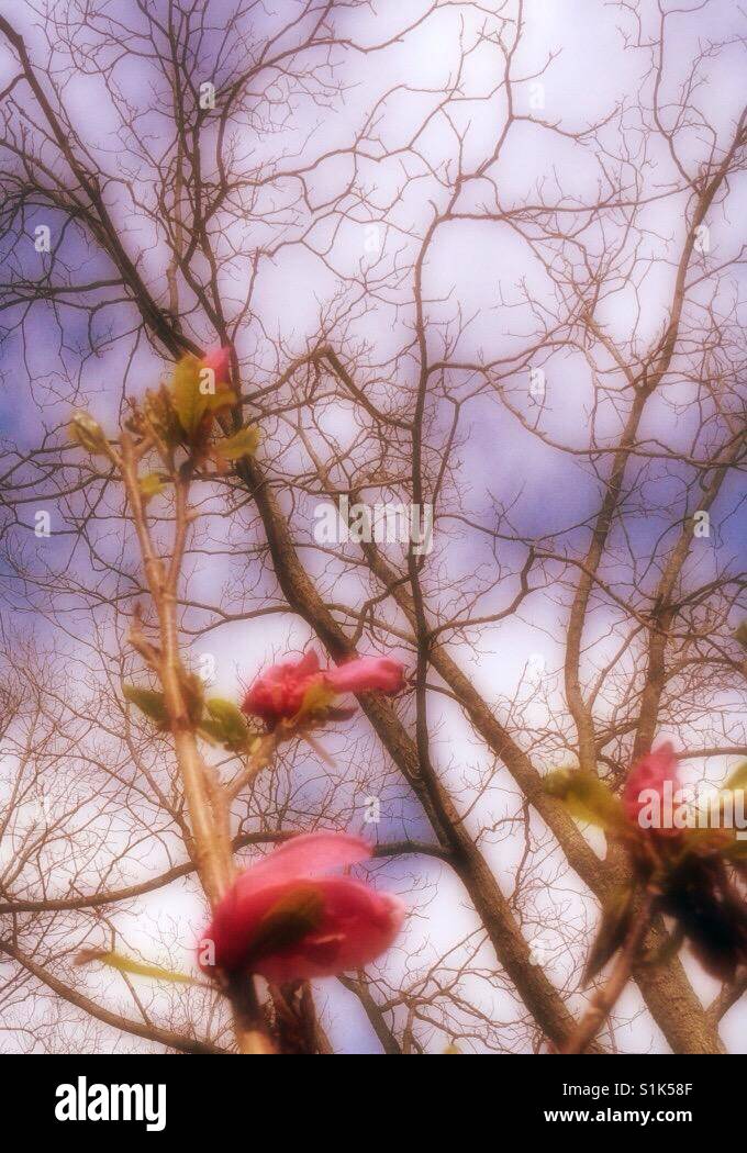 Cracks in the sky- North Carolina - Smartphone Captured Stock Image