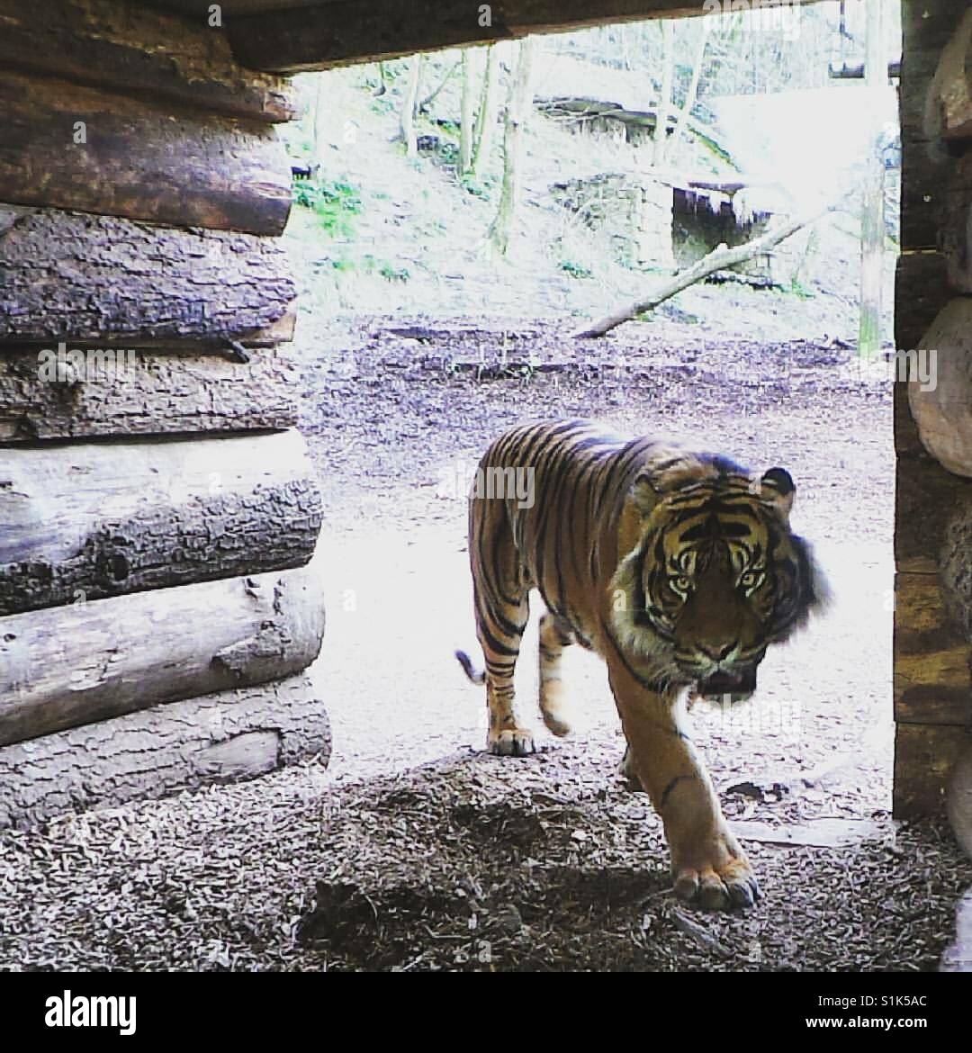 Tiger eye watching - Smartphone Captured Stock Image