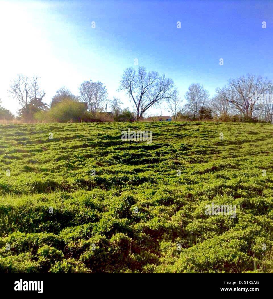 Vivid green of early spring- North Carolina - Smartphone Captured Stock Image