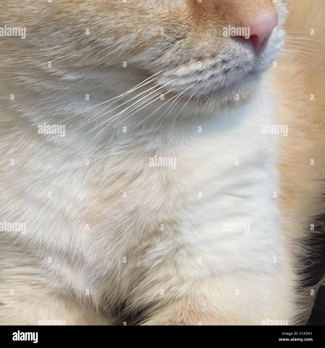 A close up profile of a white cat Stock Photo - Alamy