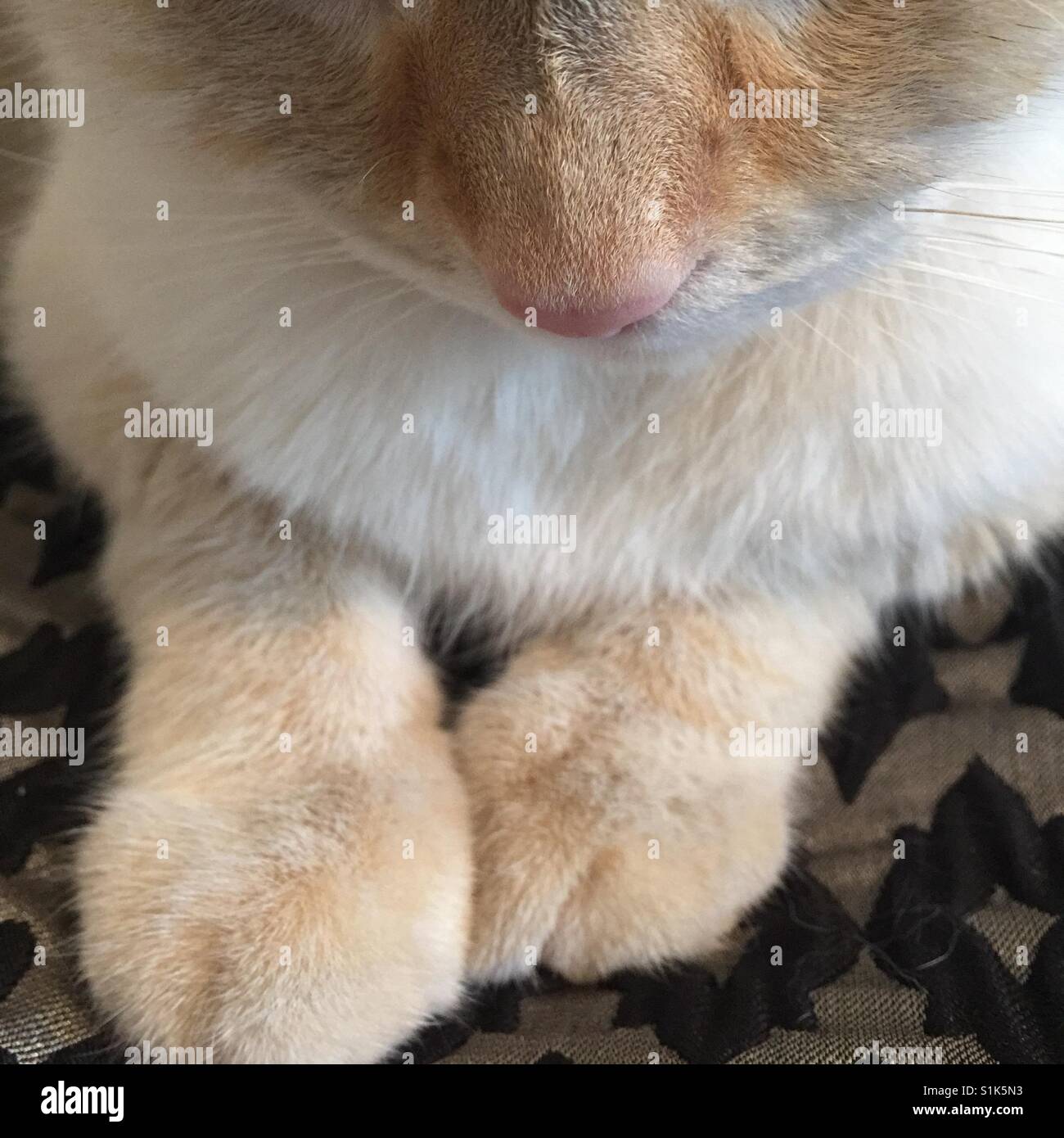 A closeup of part of a white cat's face and his paws Stock Photo - Alamy