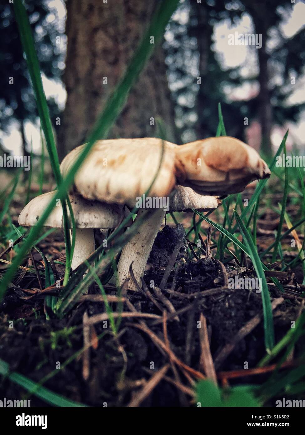 Wild mushrooms growing under the tree Stock Photo