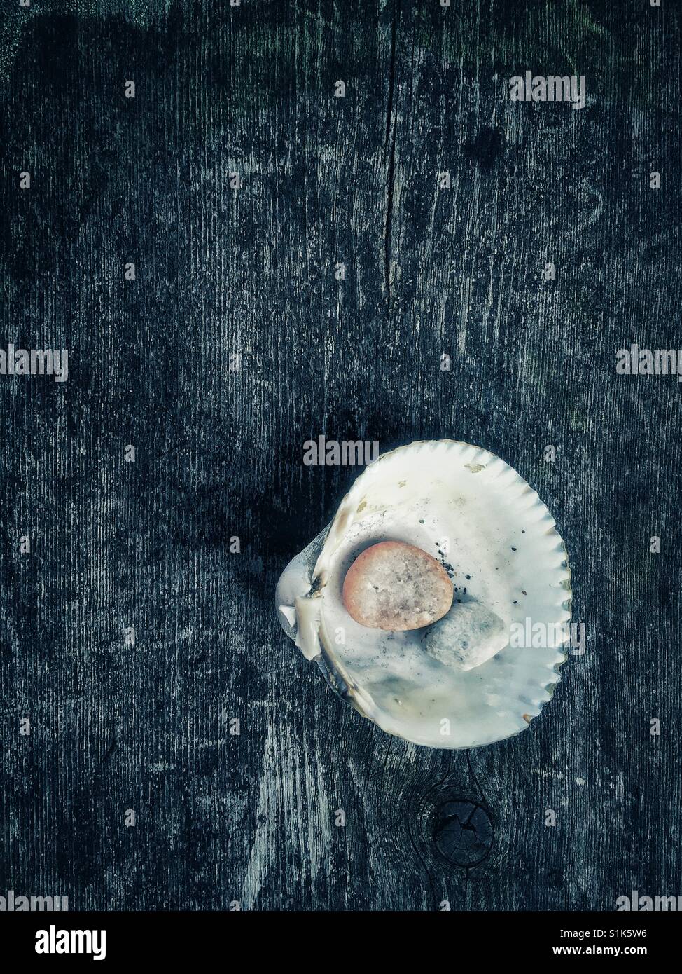 Shell - Smartphone Captured Stock Image