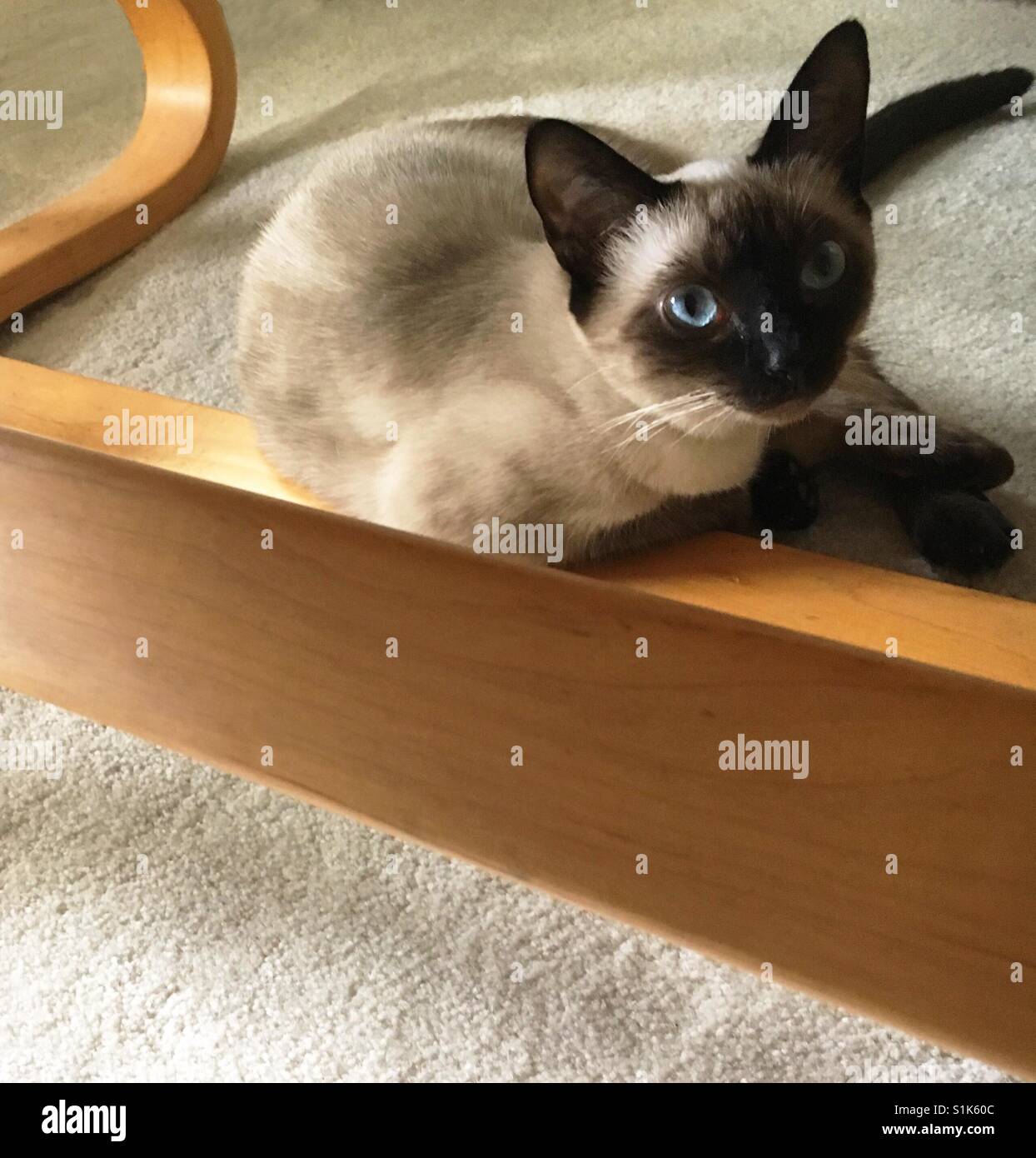 Siamese cat under chair - Smartphone Captured Stock Image