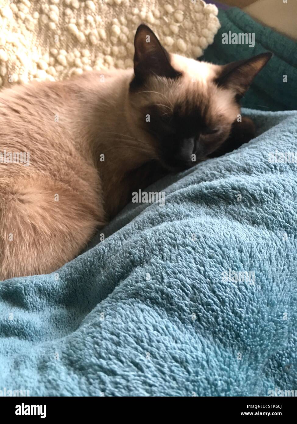 Siamese cat nap Stock Photo
