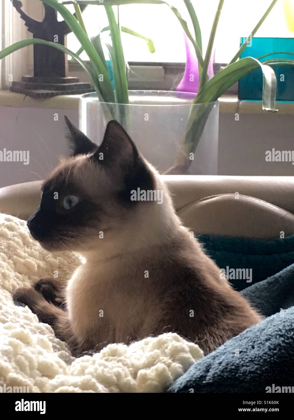 Siamese cat - Smartphone Captured Stock Image