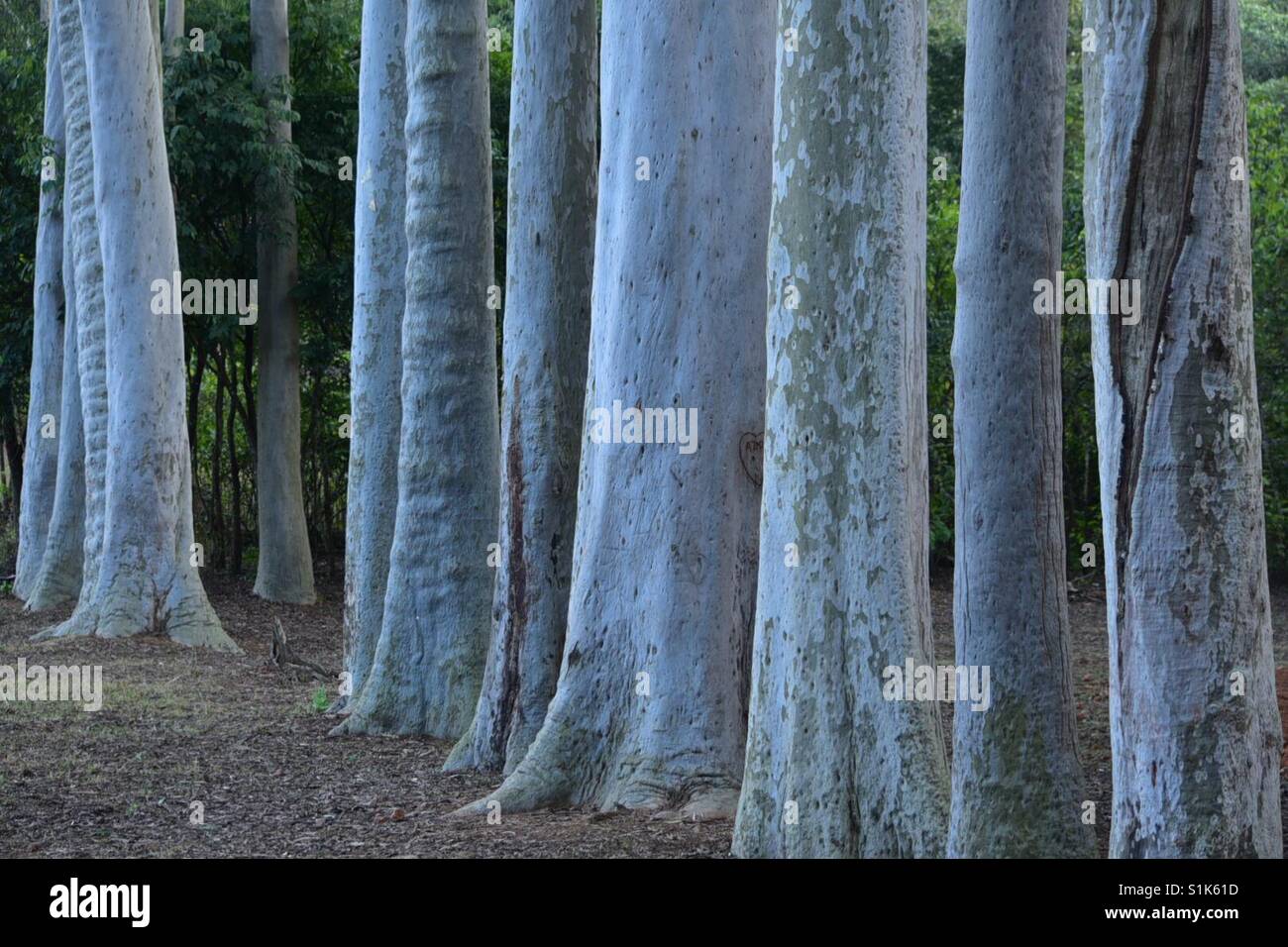 Trunks - Smartphone Captured Stock Image