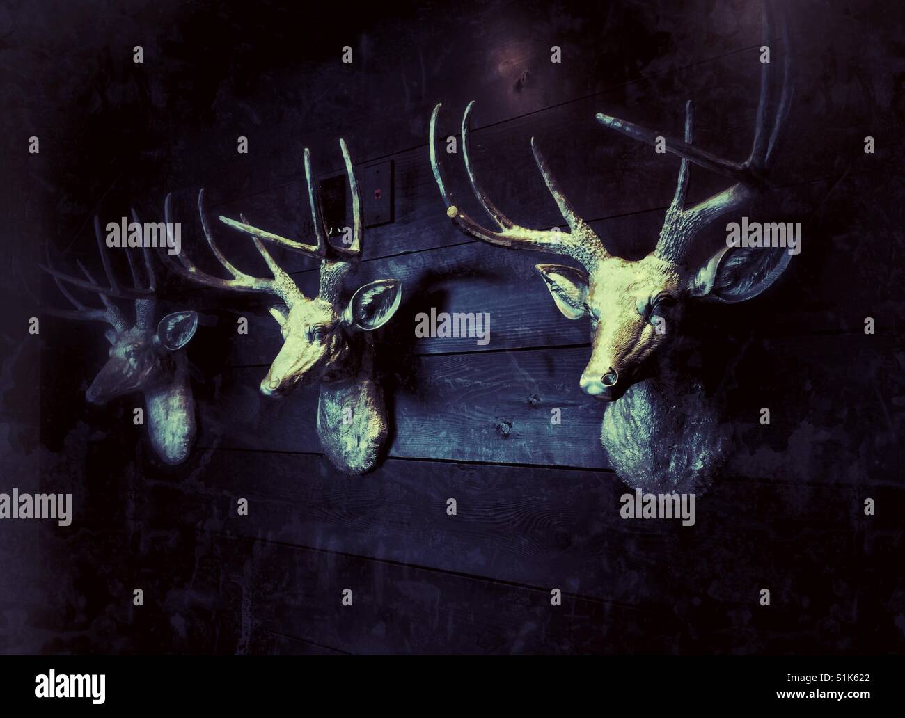 Three decorative deer heads hanging on the wall Stock Photo Alamy