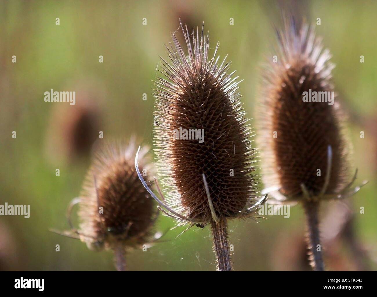 Teasels - Smartphone Captured Stock Image