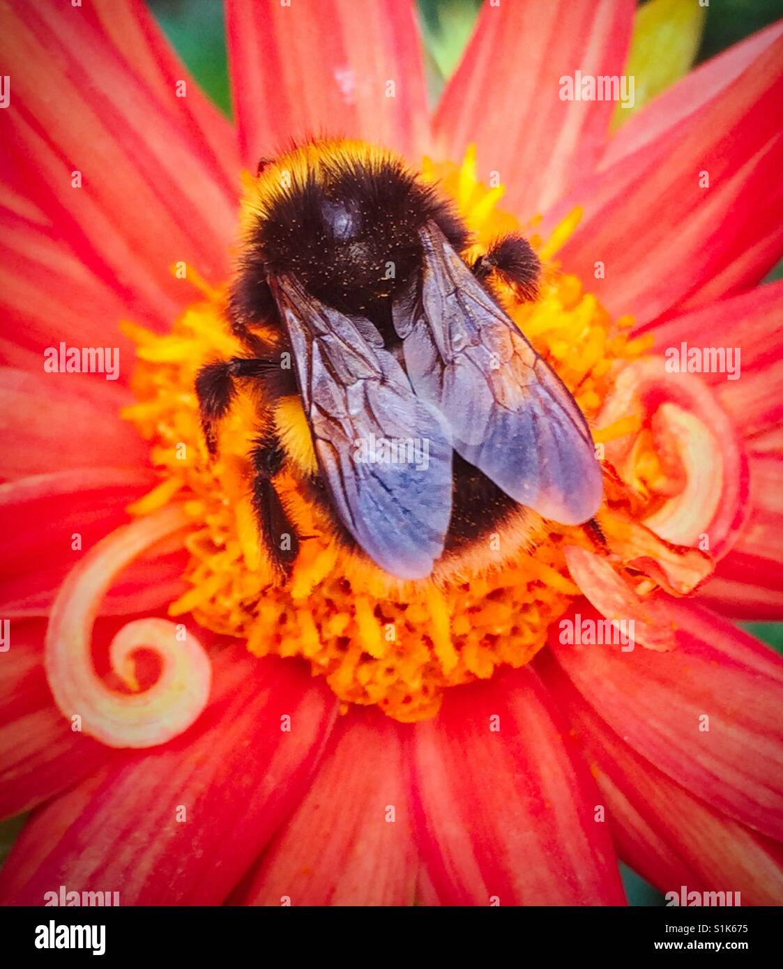 Bee on a vibrant flower Stock Photo
