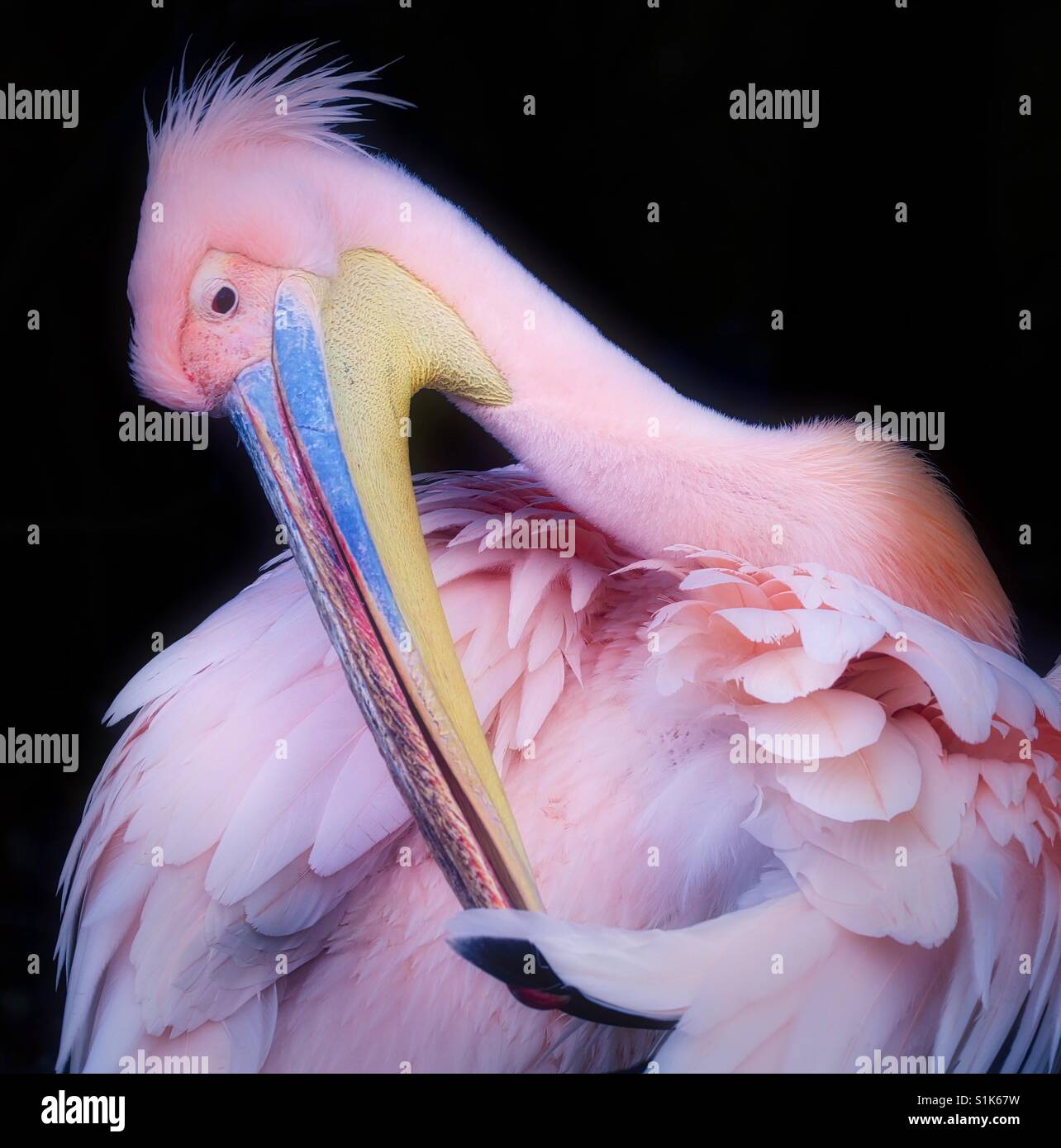 Pink Pelican Stock Photo