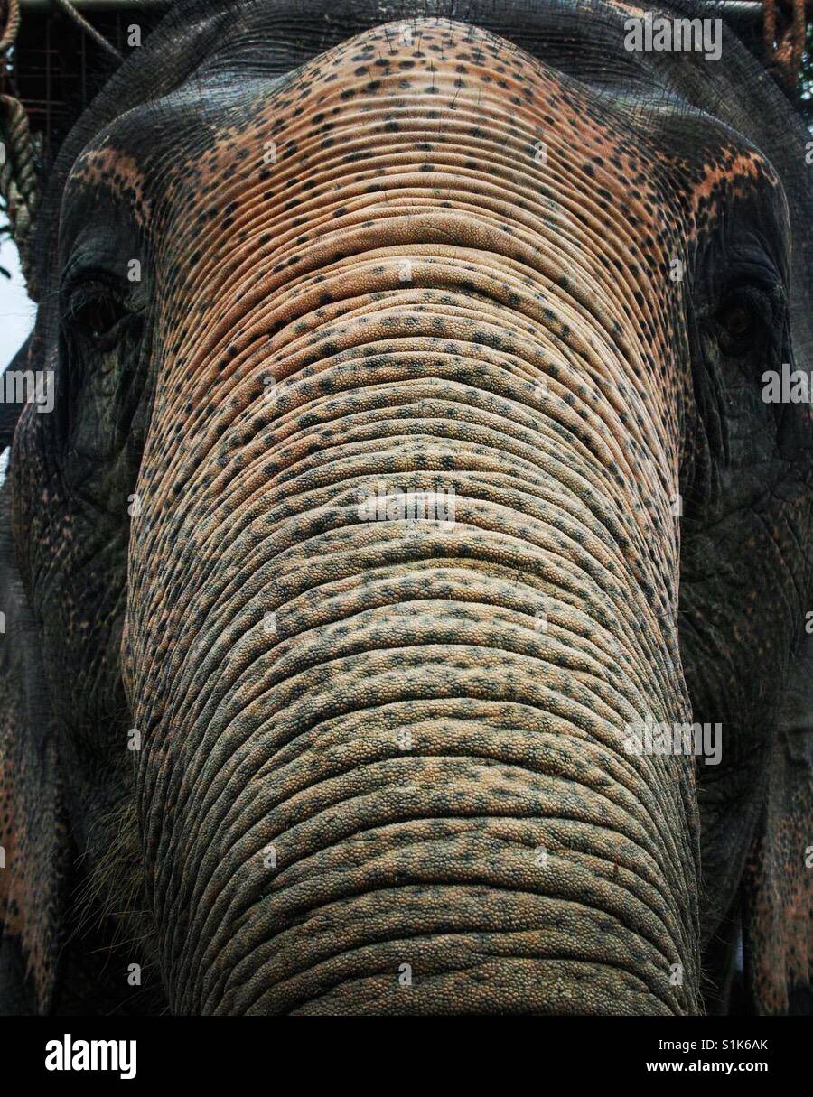 Asian elephants are simply stunning, as the get older their skin starts to turn pink Stock Photo