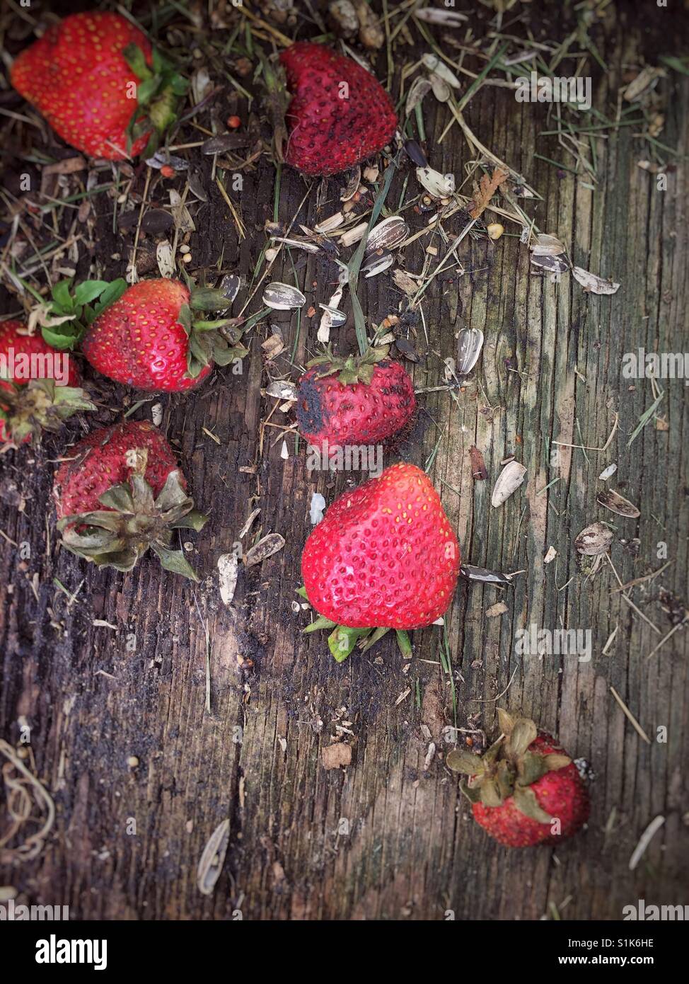 Molding old strawberries with sunflower seeds and shells left out on old piece of wood for birds to eat. - Smartphone Captured Stock Image