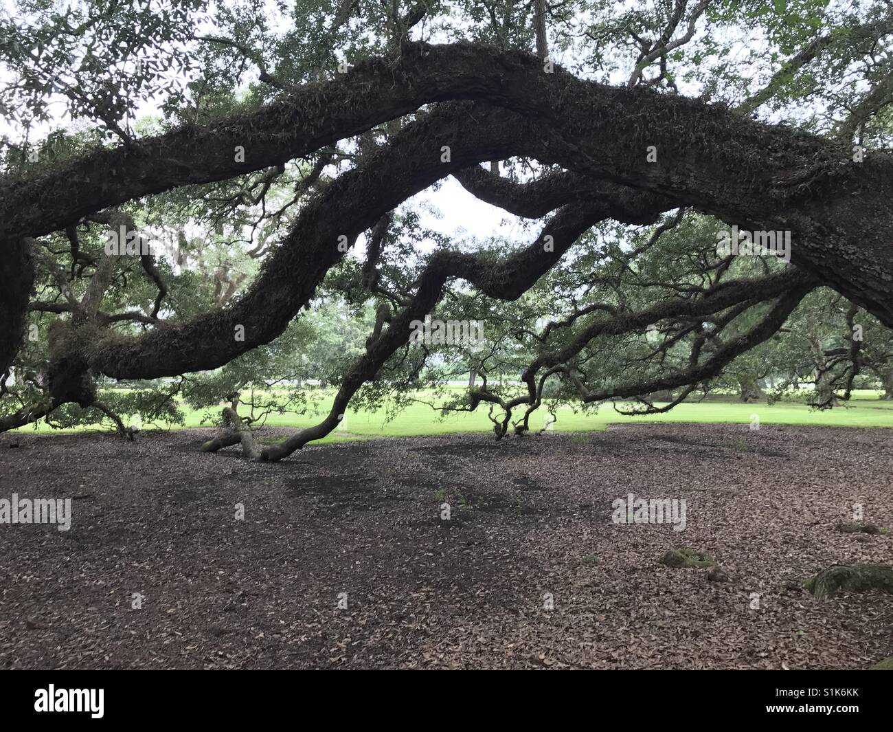 Branches of a live oak Stock Photo Alamy