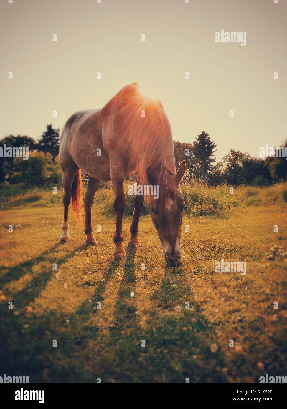 Roan horse grazing in warm sunlight, Alberta, Canada. - Smartphone Captured Stock Image