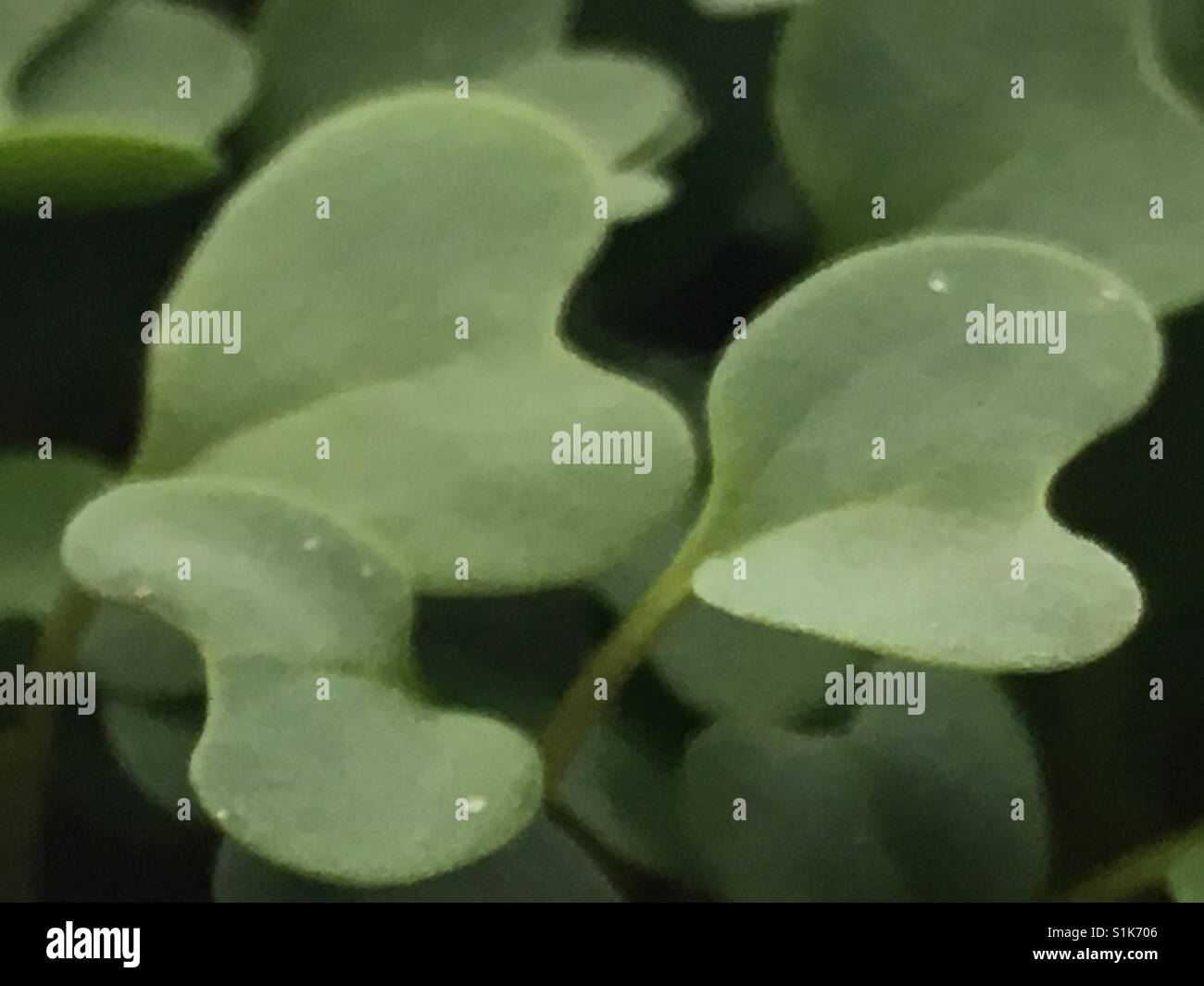 hojas, naturaleza, artístico, textura, leaves, nature, artistic, green, verde, texture, plants, plantas, cosecha, harvest Stock Photo