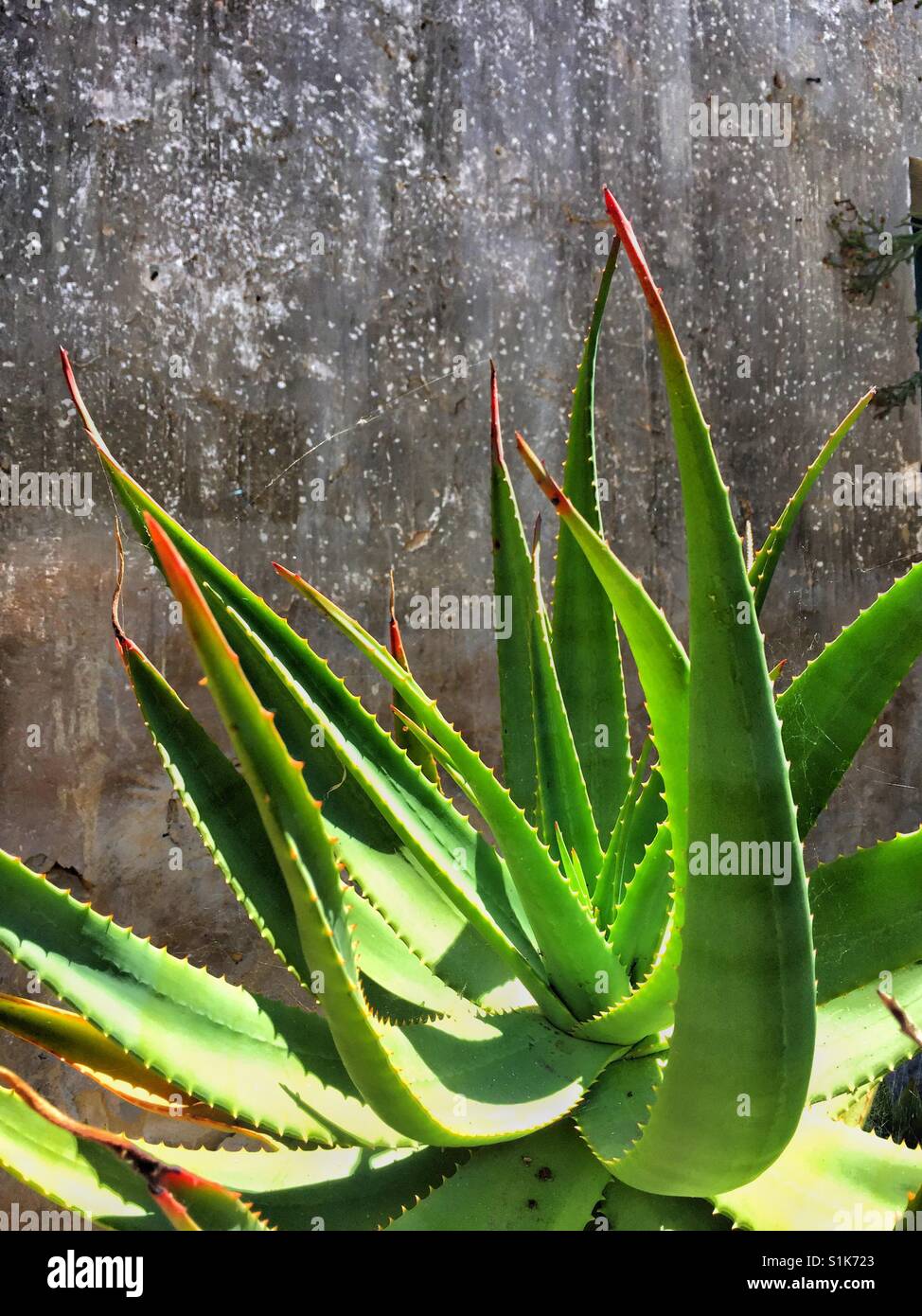 Agave cactus in garden against cement wall. Solo plant in bright sunlight Stock Photo