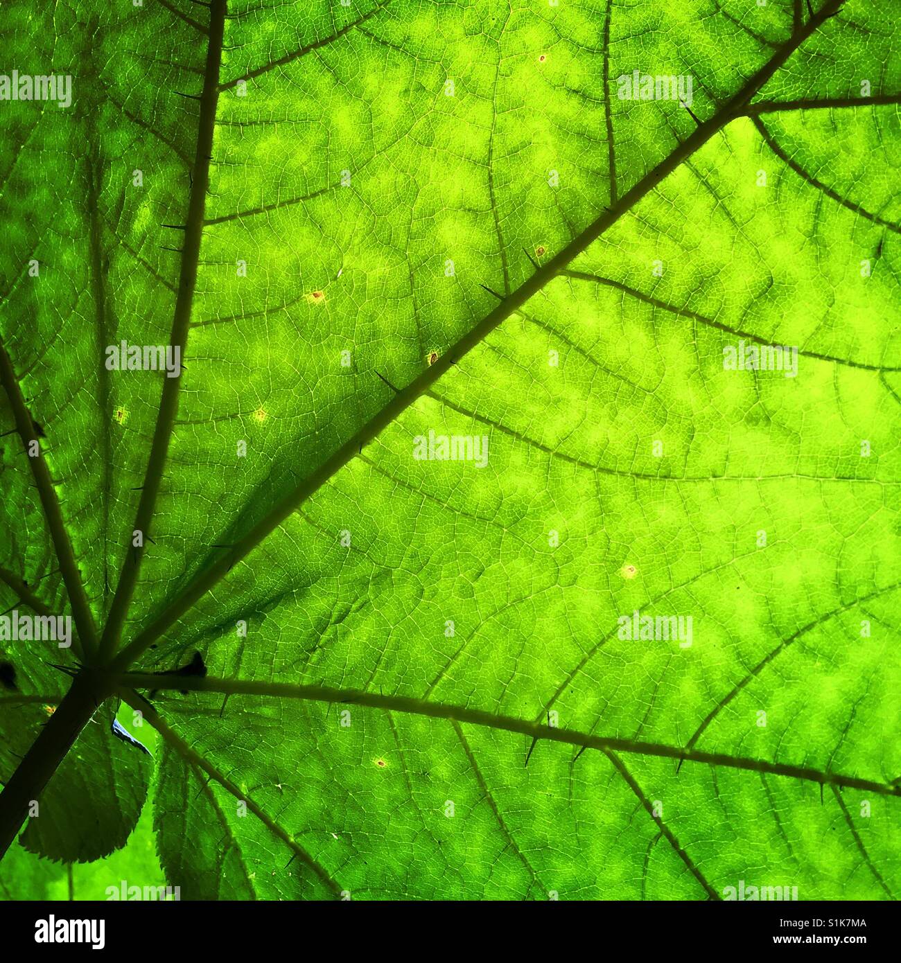 Translucent green leaf hires stock photography and images Alamy