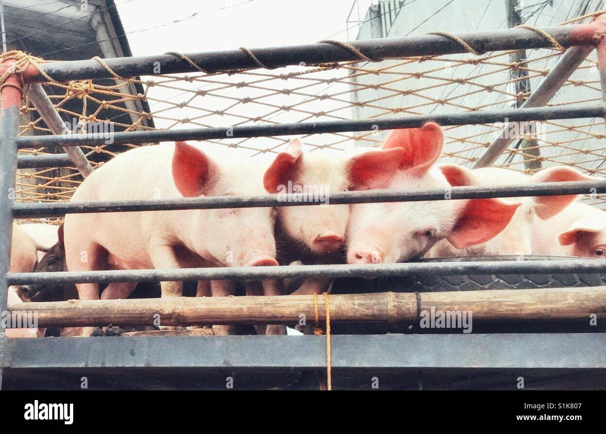 The Three Little Pigs Stock Photo