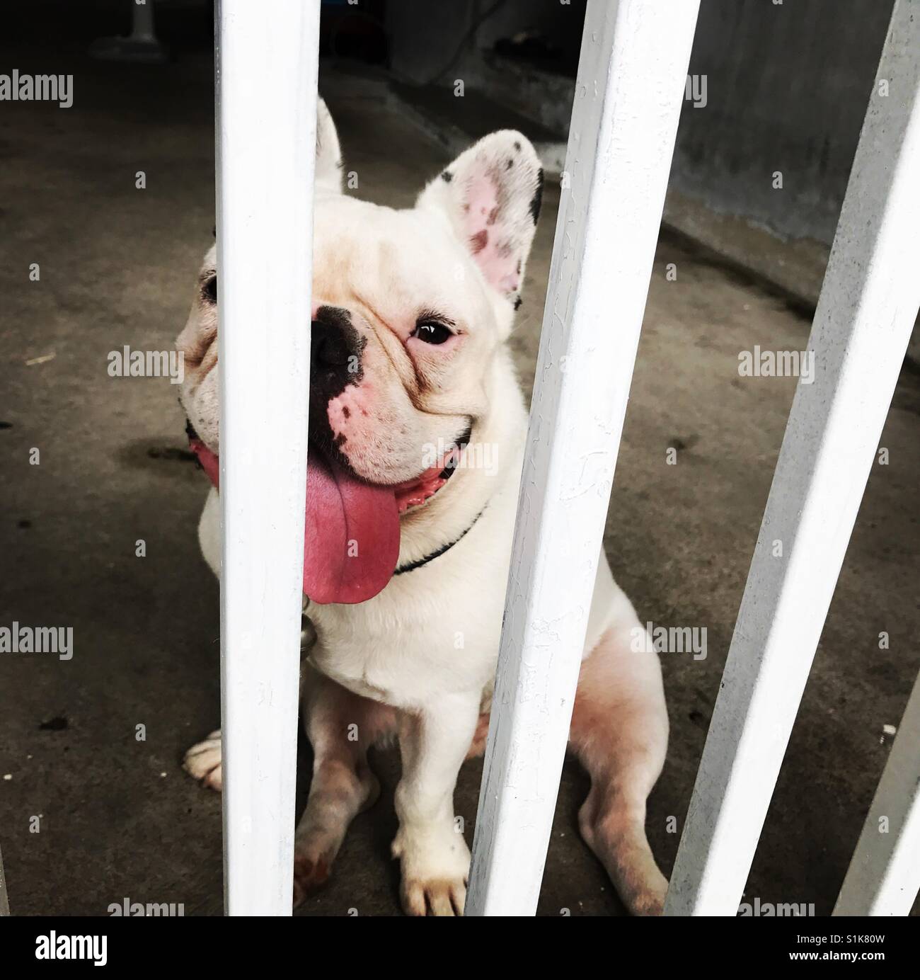 Frenchie behind bars Stock Photo