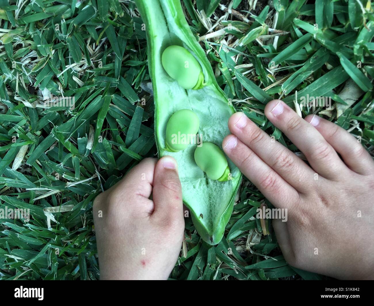 A four year old opens a fava bean pod. - Smartphone Captured Stock Image