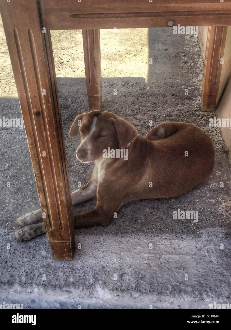 Why Is My Dog Closing His Eyes