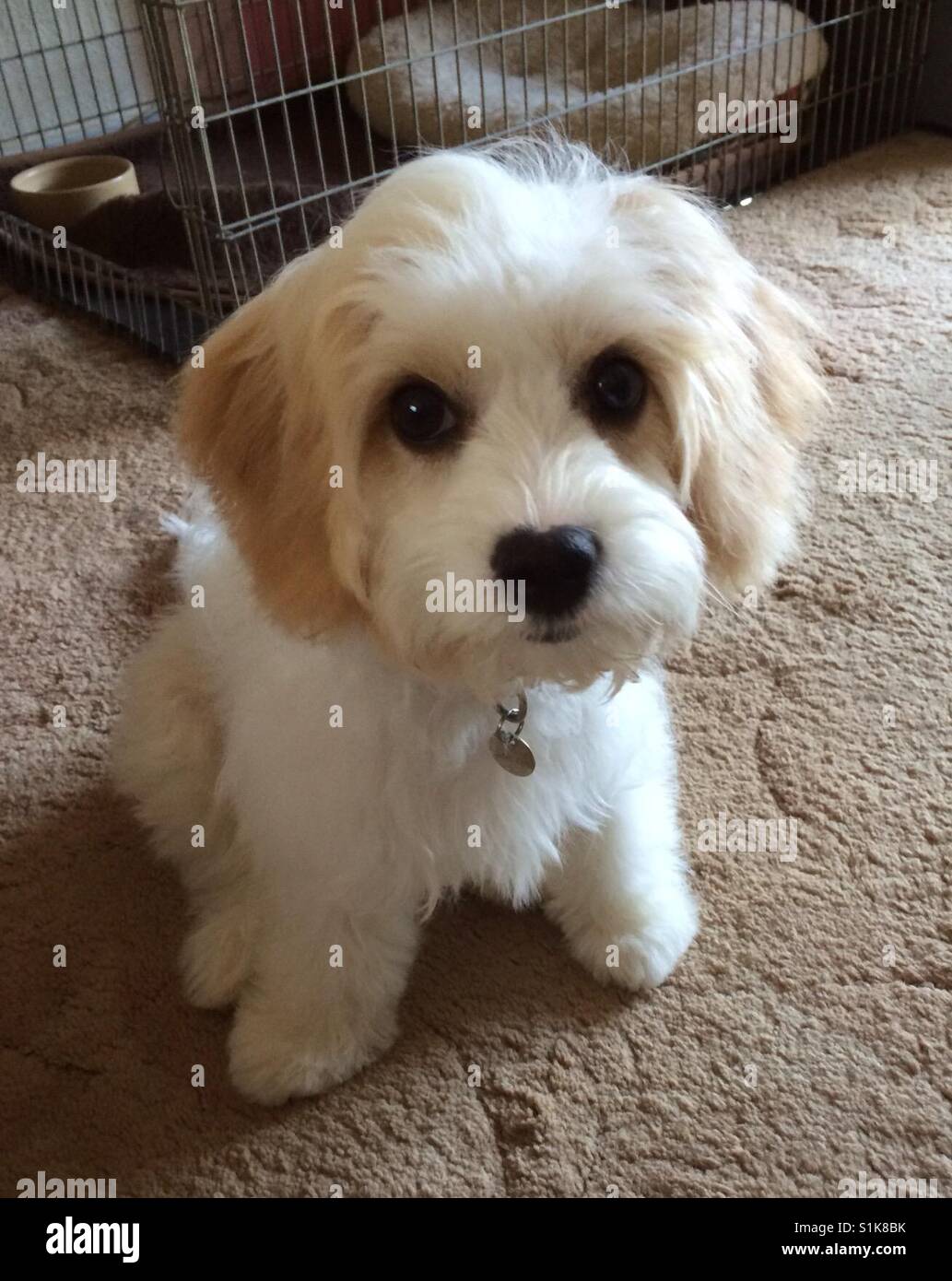 Cute Cavachon puppy looking like a cuddly toy Stock Photo - Alamy
