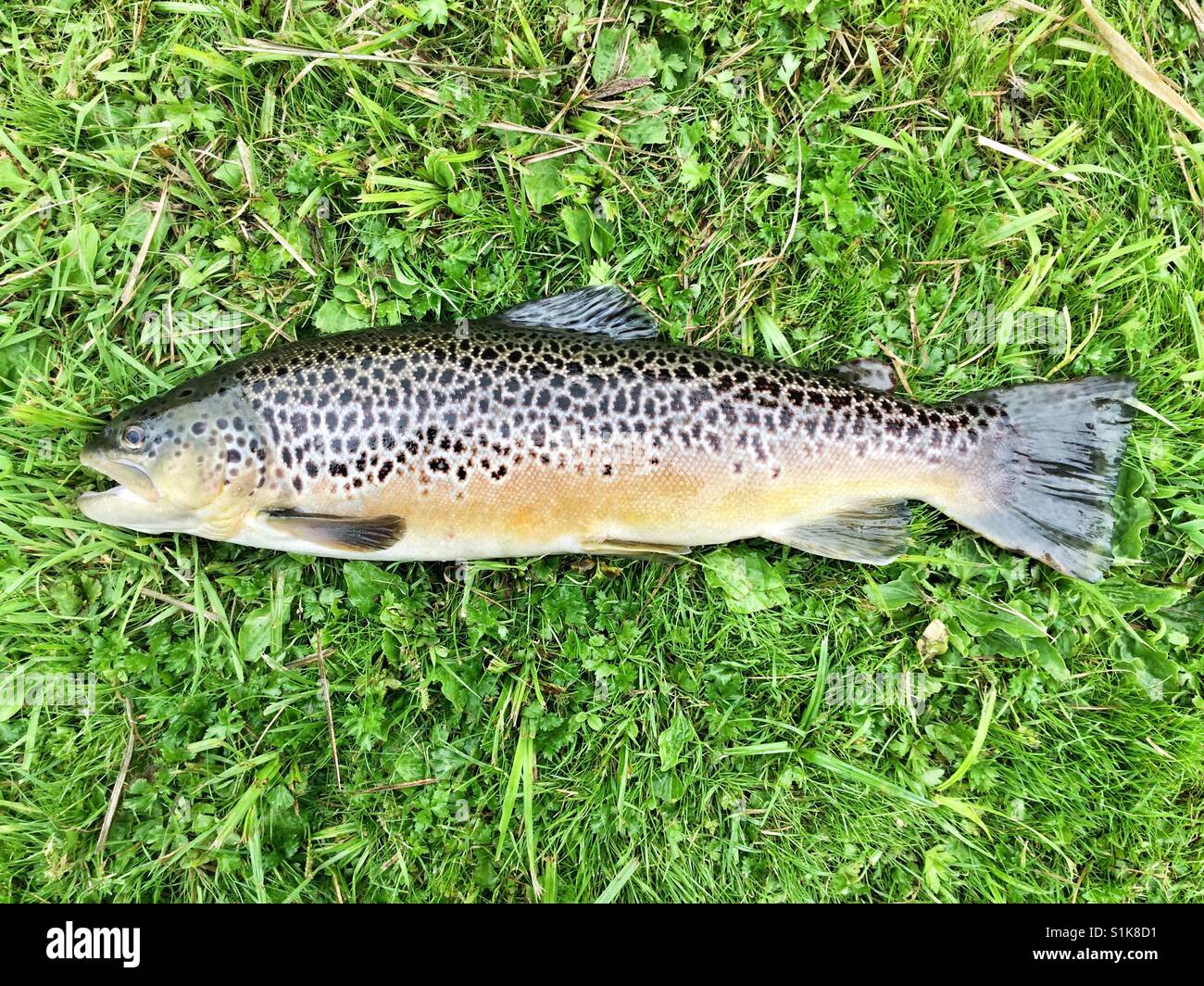 Large 5lb brown trout from the river Test, Hampshire, England, United Kingdom. - Smartphone Captured Stock Image
