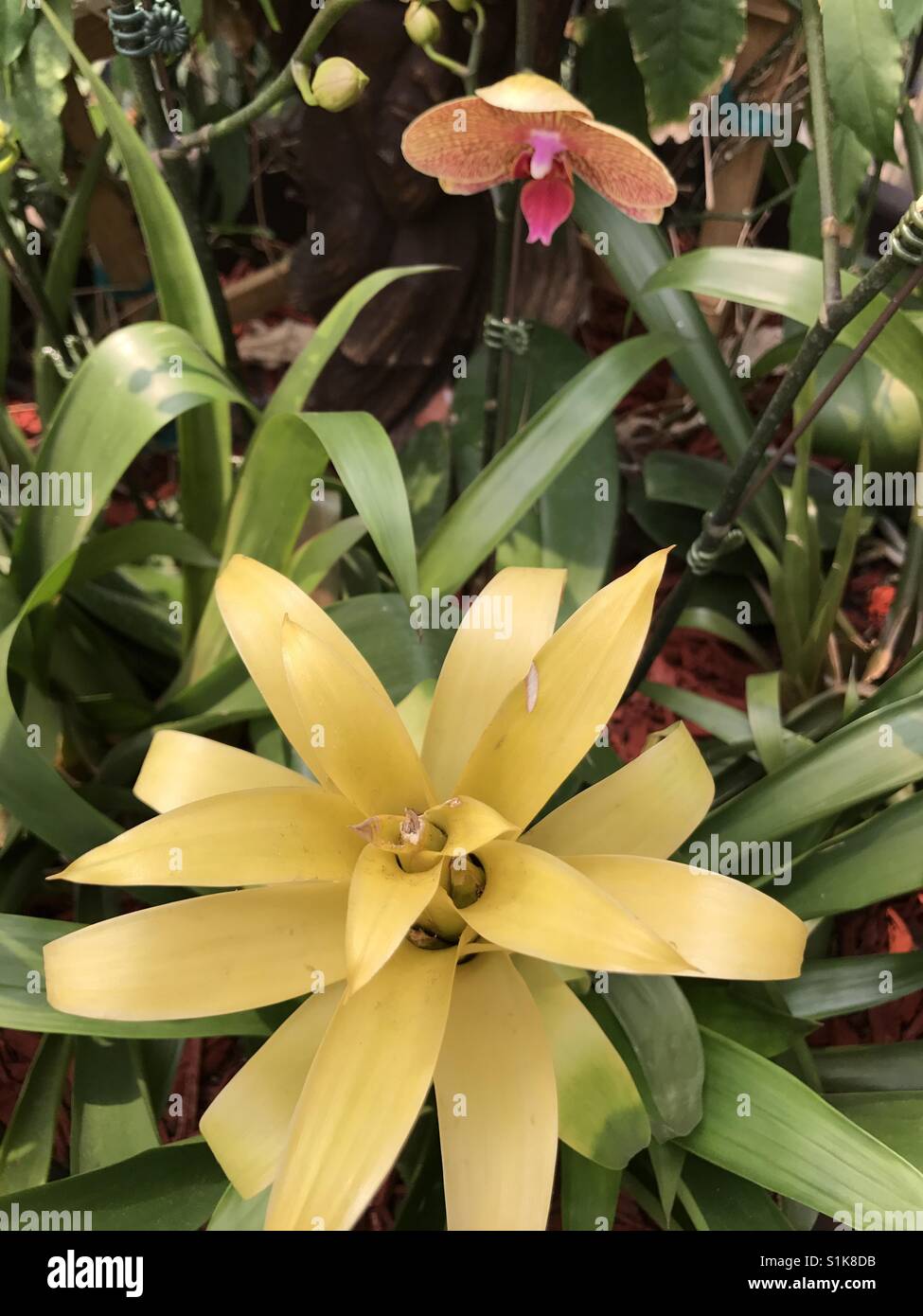 Land of Flowers Stock Photo Alamy