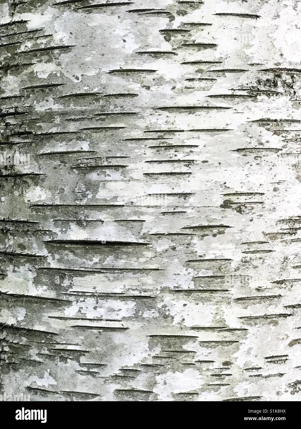 Birch tree bark textures. - Smartphone Captured Stock Image