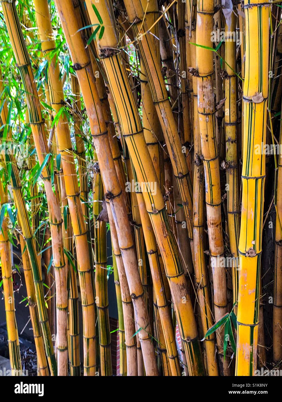 Japanese bamboo Stock Photo