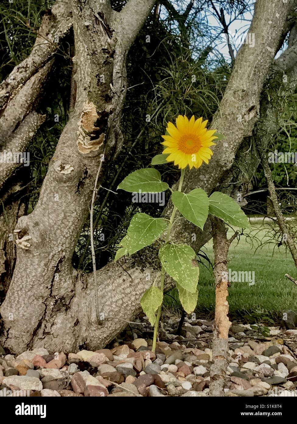 Sunflower tree on sale