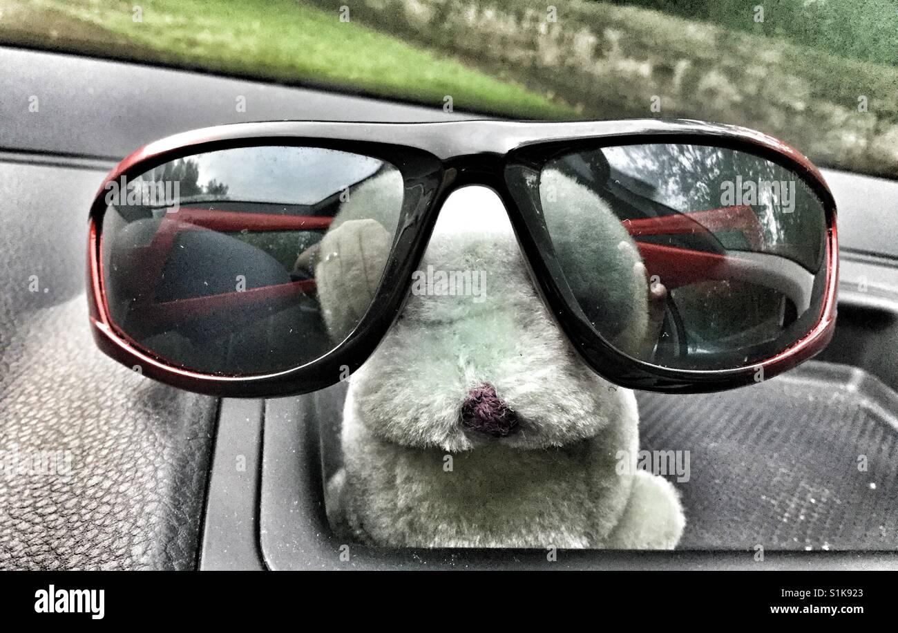 Dashboard stuffed seal with glasses Stock Photo - Alamy