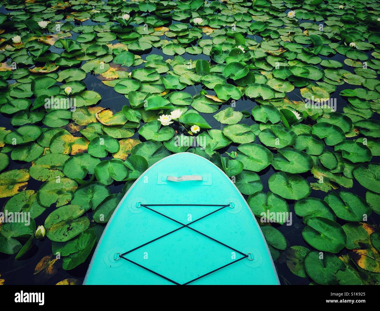 Paddleboard in lily pond Stock Photo