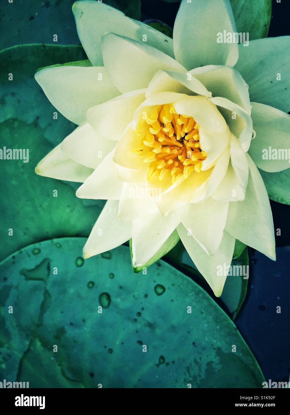 Water lily in full bloom Stock Photo