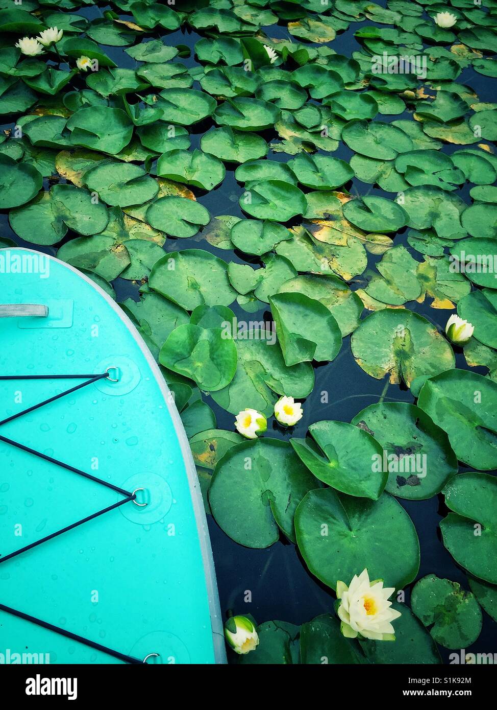 Paddle board in lily pond - Smartphone Captured Stock Image