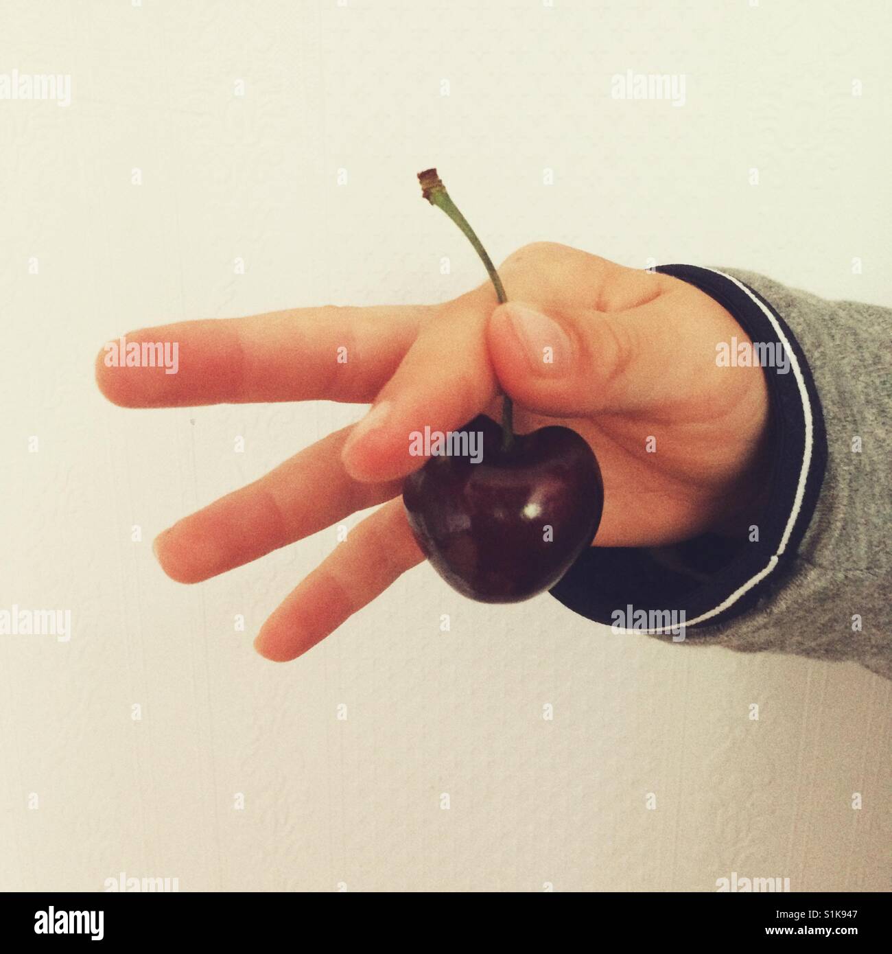 Eight year old boys hand holding a large black cherry. - Smartphone Captured Stock Image