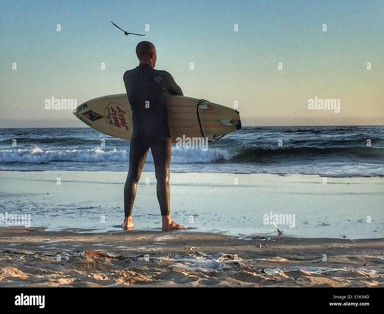 Rear view of adult male surfer with surfboard under his arm on beach looking out to sea, ocean as seagull flys by. Stock Photo